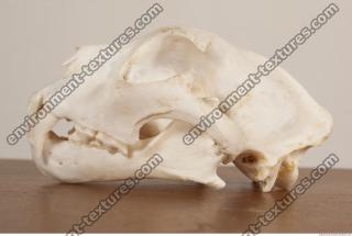 photo reference of skull 0065